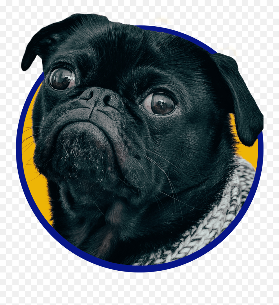 Adopting A Senior Dog Emoji,Pug Transparent Background
