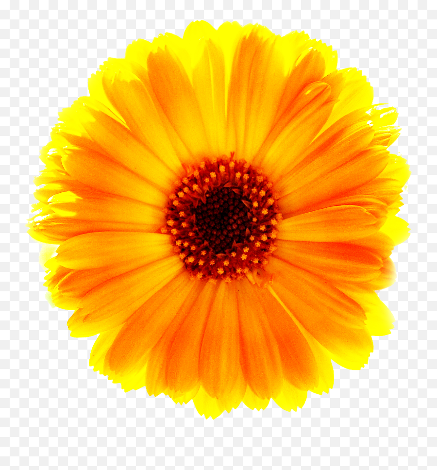 Download Marigold Free Download Hq Png Image Freepngimg Emoji,Marigolds Clipart