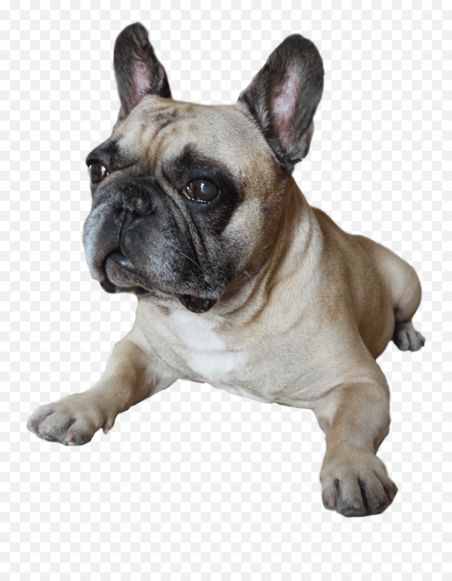 Oldest French Bulldog - Oldest French Bulldog Emoji,French Bulldog Clipart