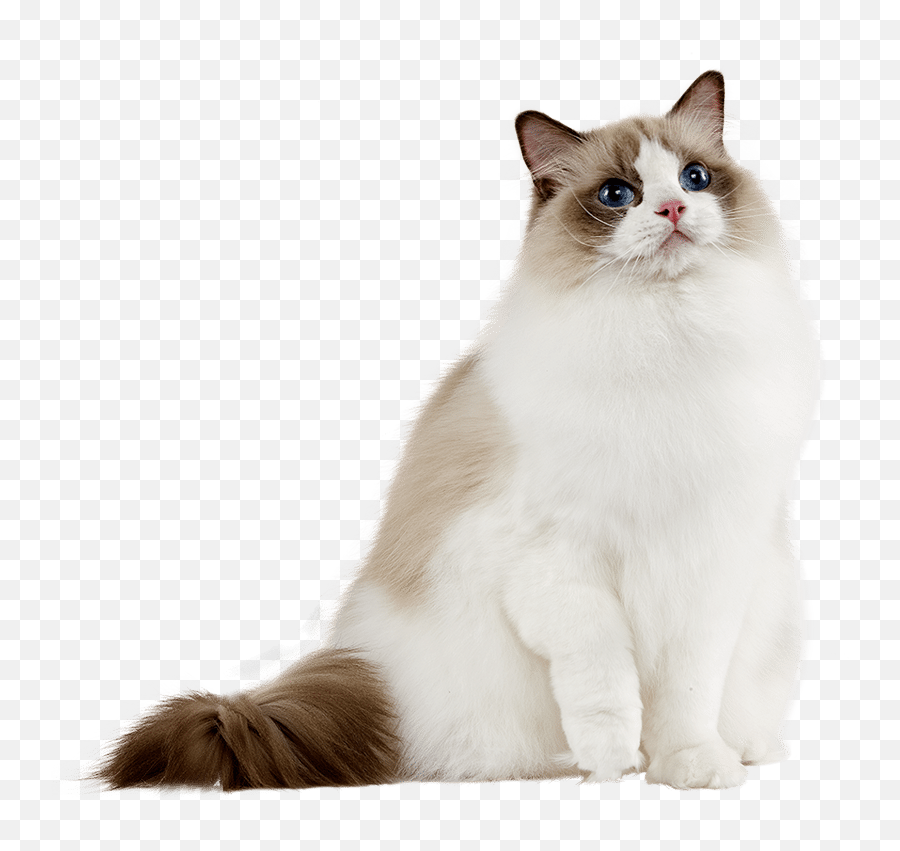 Chatons Ragdoll - Transparent Ragdoll Cat Png Emoji,Ragdoll Logo