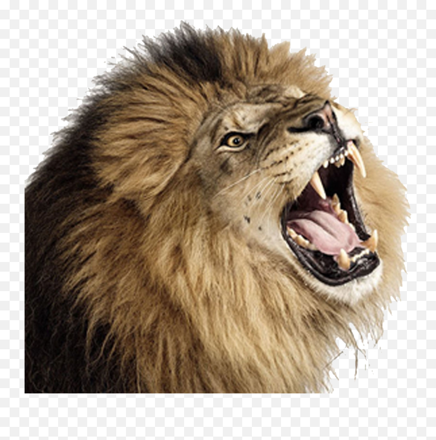 Roaring Lion Png Photos - Roaring Lion Transparent Emoji,Lion Png