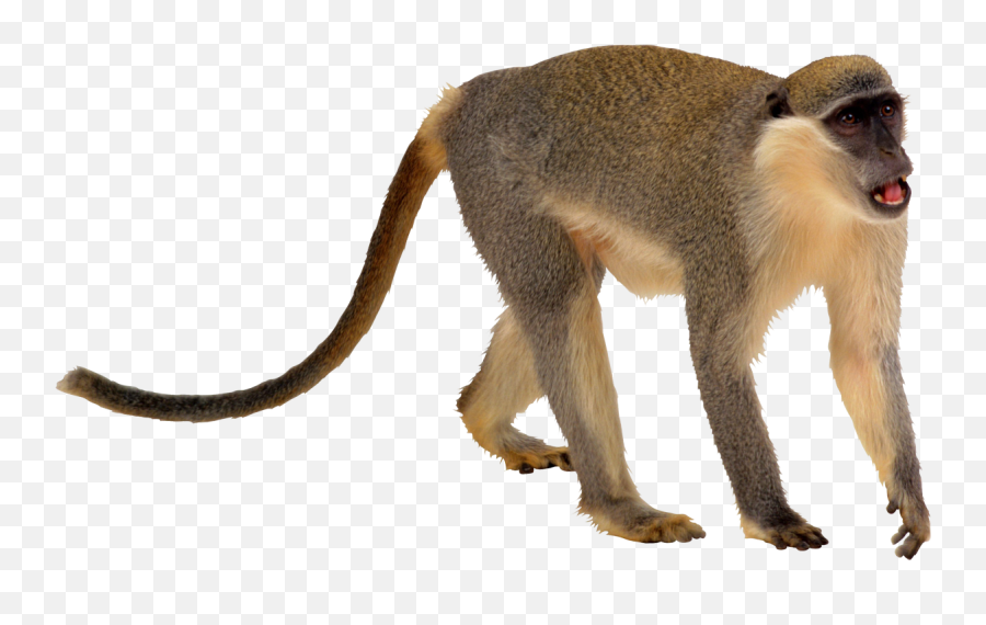 Monkey Png Transparent - Monkey Transparent Png Emoji,Monkey Png