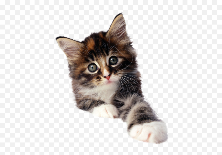 Cat Png Transparent - Png 4352 Free Png Images Starpng Emoji,Cat Transparent Png