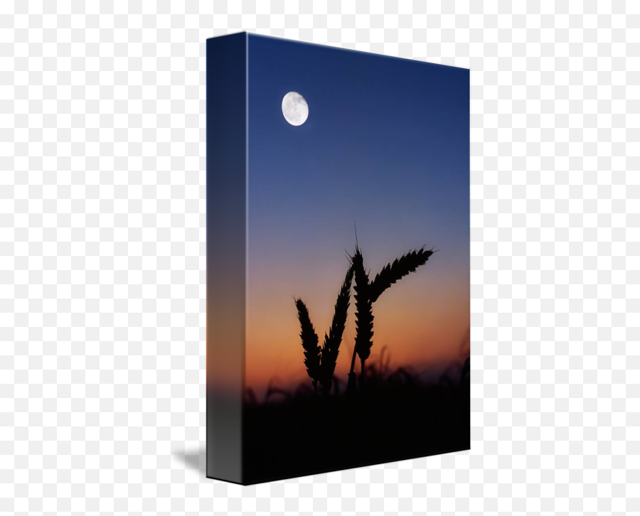 Wheat Under A Harvest Moon By Design Pics Emoji,Harvest Moon Png