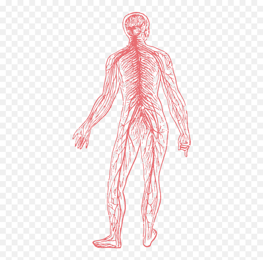 Nervous System Png - Nervous System Black And White Muscle Nervous System Without Background Emoji,Muscle Clipart