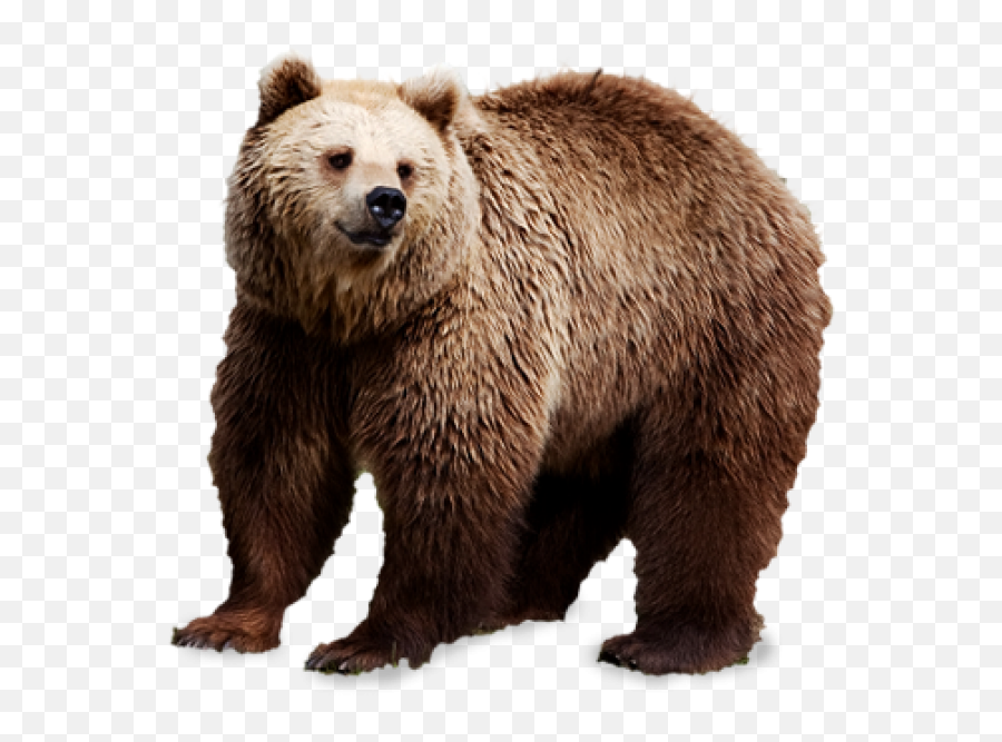 Brown Bear Transparent Png - Bear Images Hd Png Emoji,Bear Transparent