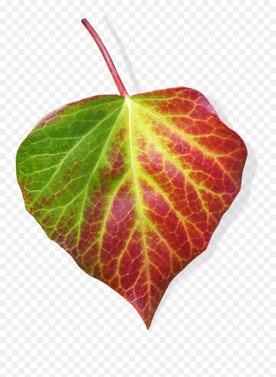 Leaf Ivy Leaf Transparent Background - Transparent Green Transparent Background Leaves Emoji,Leaf Transparent Background