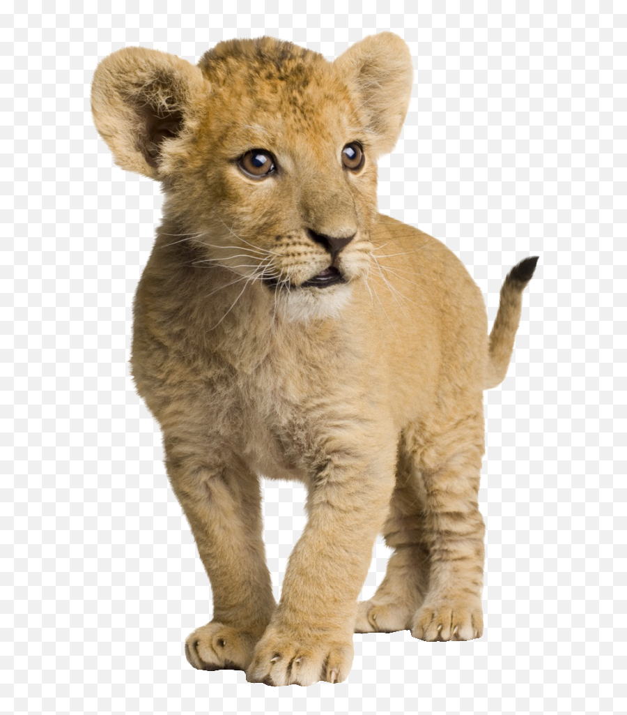 Lion Cubs Png U0026 Free Lion Cubspng Transparent Images - Lion Cub White Background Emoji,Lion Transparent Background