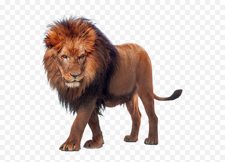 Walking Lion Png Image - Transparent Lion Png Emoji,Lion Png