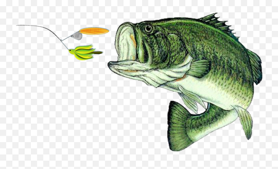 Hunting U2014 Wingu0027s Live Bait U0026 Tackle Ltd Emoji,Bass Fishing Clipart