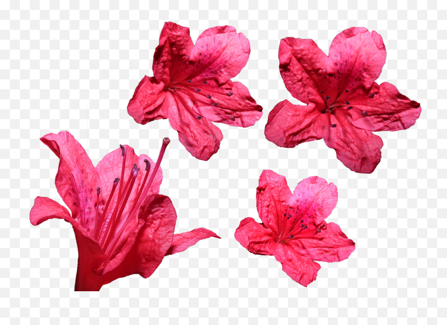 Flowers Transparent Frame - Free Photo On Pixabay Four Emoji,Flowers Transparent