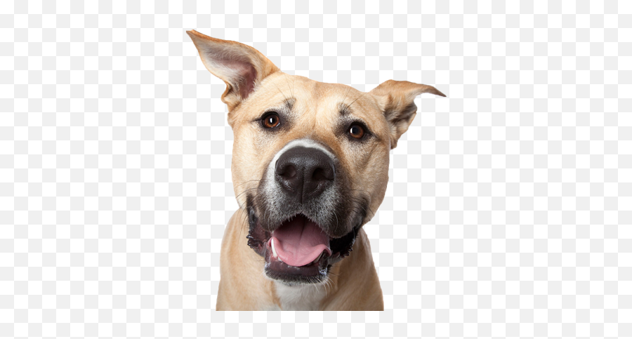 Download Dog Head Trans400web - Dog Head Emoji,Dog Head Png