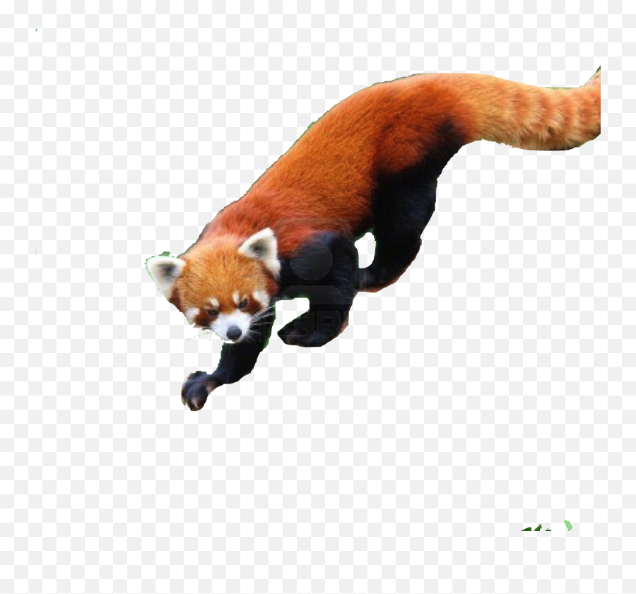 Download Save Red Panda - Glogster Full Size Png Image Emoji,Red Panda Transparent