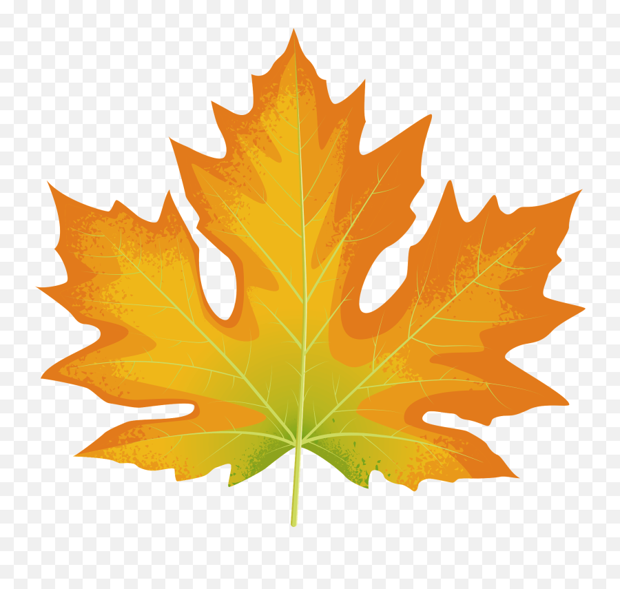 Big Leaf Maple Autumn Leaf Clipart - Lovely Emoji,Maple Leaf Clipart