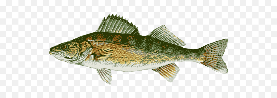 Great Clip Art Of Freshwater Fish Walleye Fish - Fish Products Emoji,Catfish Clipart