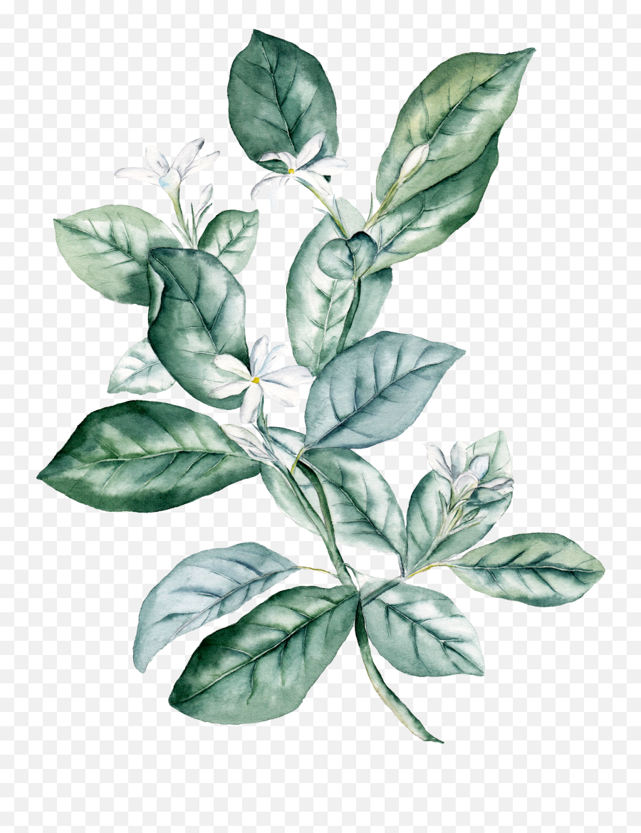 Watercolour - Dark Green Leaves Png Full Size Png Download Dark Green Watercolour Flowers Emoji,Green Leaves Png