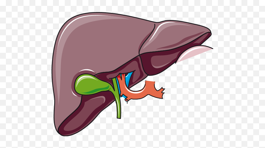 2922033 Liver Clipart Gallbladder - Liver And Gallbladder Png Emoji,Liver Clipart