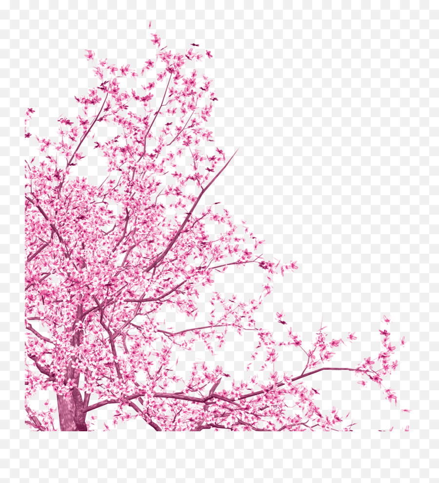 Download Hd Ink Cherry Blossom Vector Free Download - Cherry Emoji,Cherry Blossom Branch Png