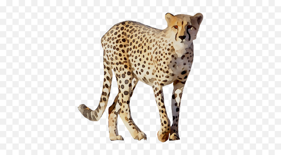 Cheetah Scary Png Pnglib U2013 Free Png Library Emoji,Scared Png