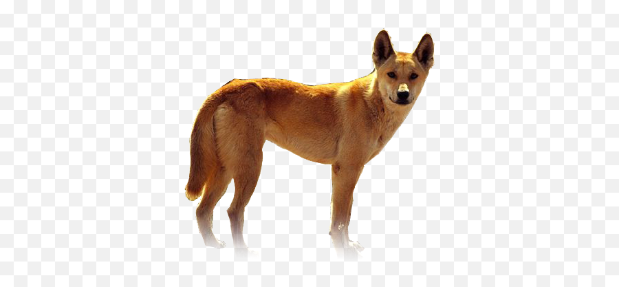 Download Hd Dingo Doge - Dingo Transparent Transparent Png Dingo Transparent Emoji,Doge Transparent