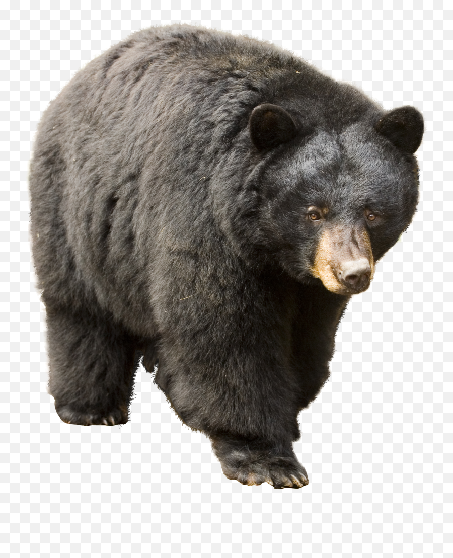 Bear Png - Black Bear Png Emoji,Bear Transparent