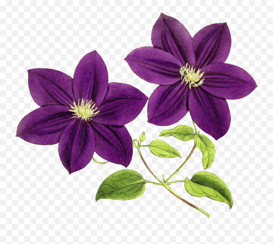 Purple Flower - Clipart Purple Flower Emoji,Purple Flower Clipart