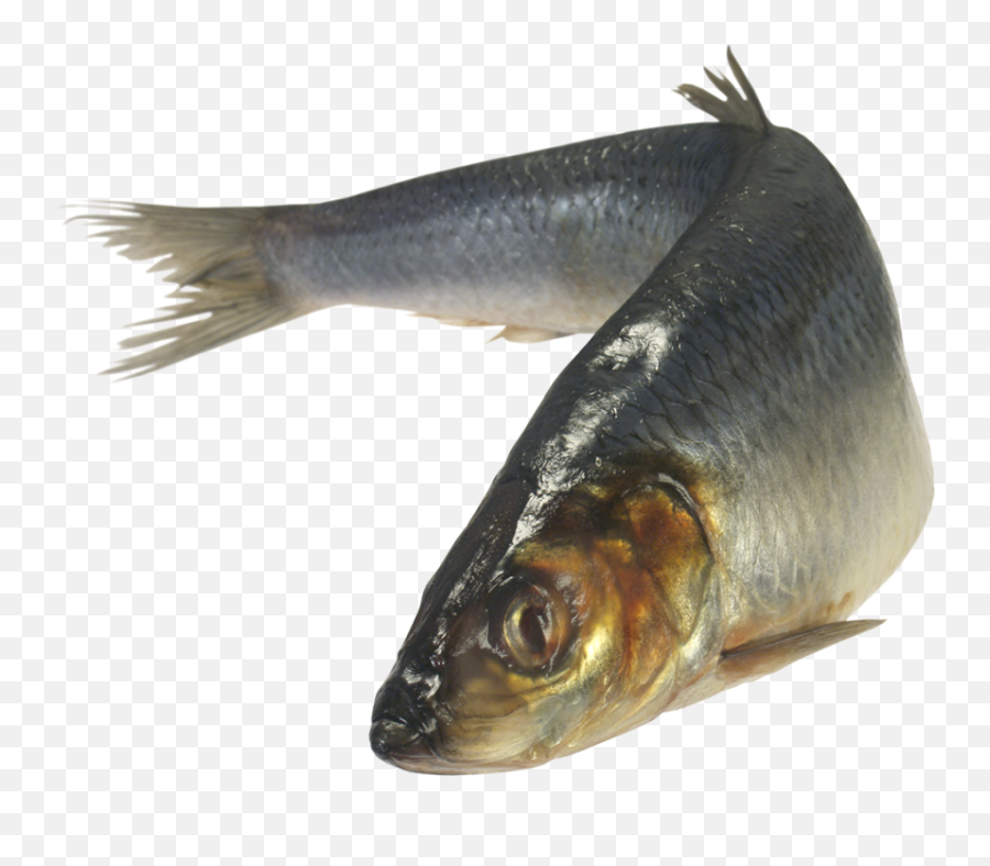 Fish Png Transparent U0026 Png Clipart Free Download 6 - Png Emoji,Fish Clipart Free
