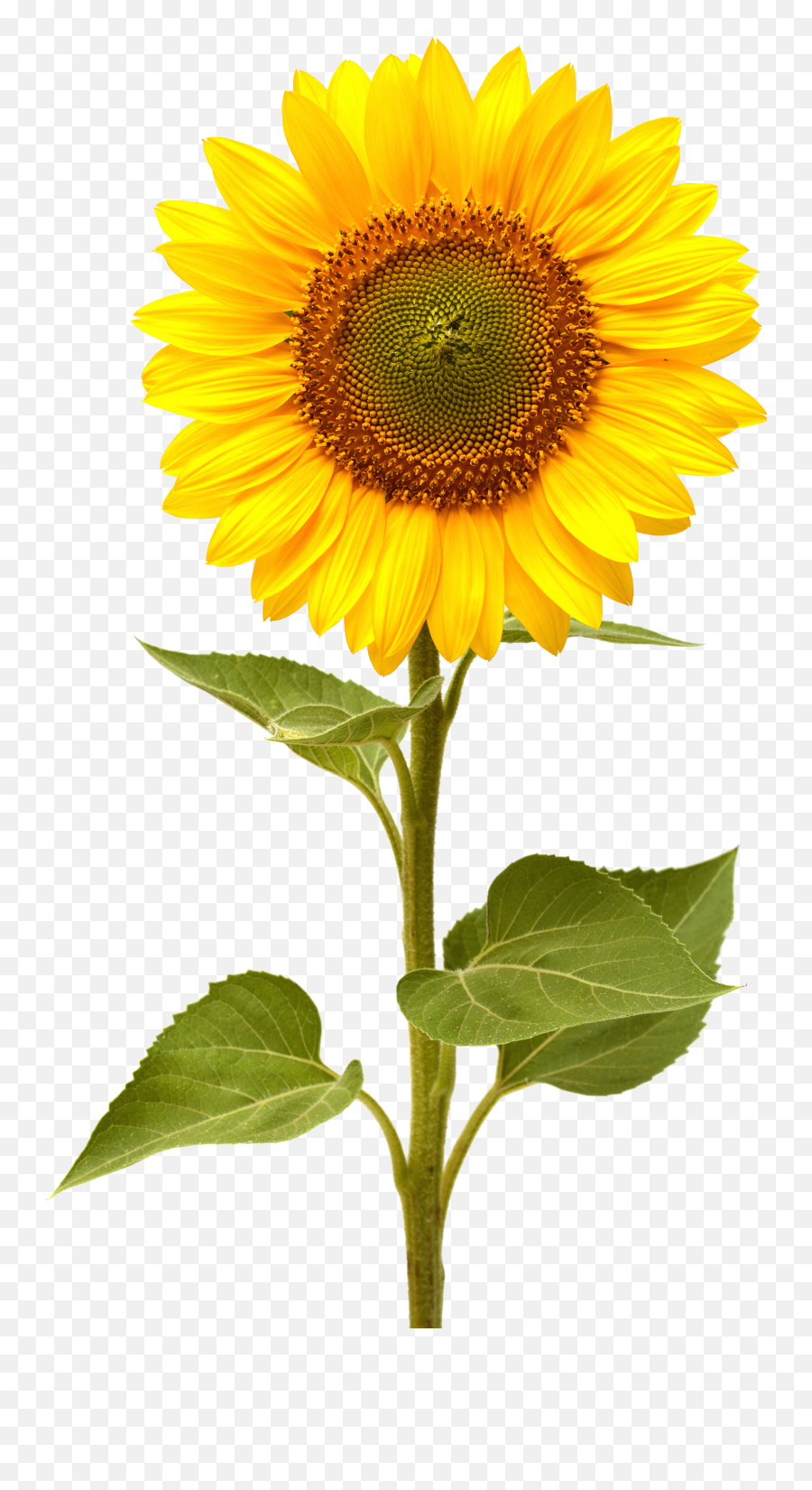 Sunflower Png - Sunflower Png Emoji,Sunflower Png