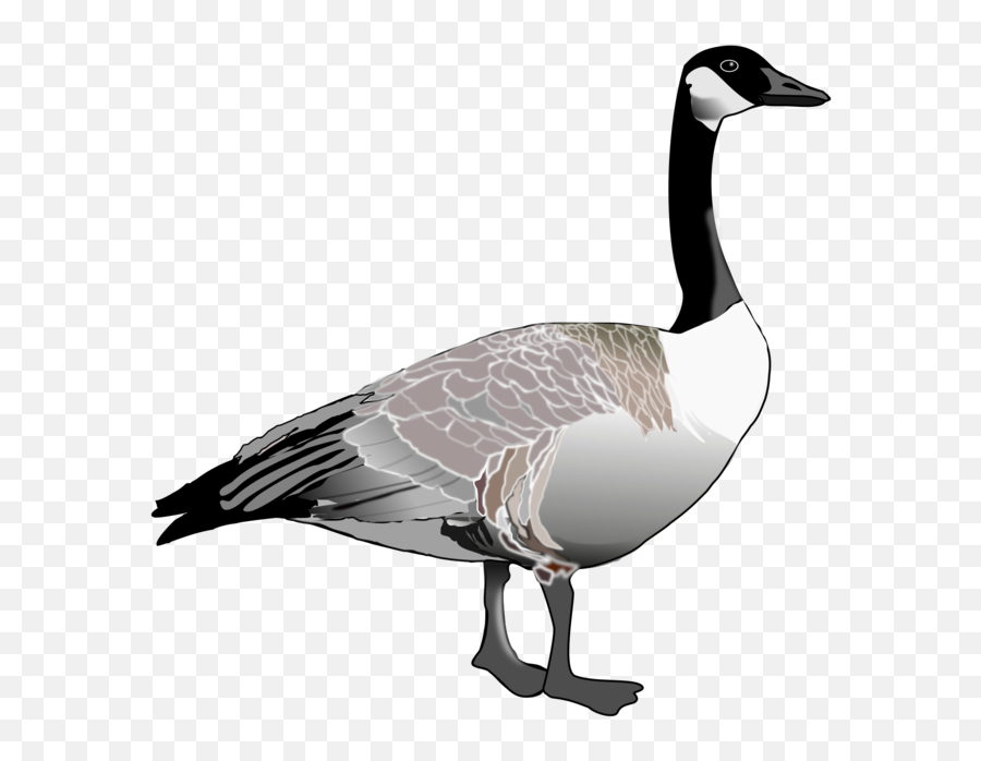 Canadian Goose Clipart Clipartfest 2 - Transparent Goose Clipart Emoji,Goose Clipart