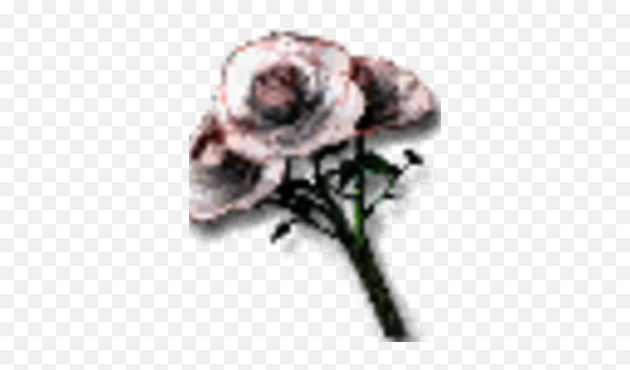Bouquet Of White Roses - Garden Roses Emoji,White Rose Png