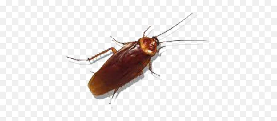 Free Transparent Cockroach Png Download - Transparent Cockroach Png Emoji,Cockroach Png