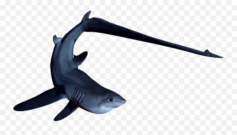 Steam Community Thresher Shark - Thresher Shark No Background Emoji,Shark Transparent Background