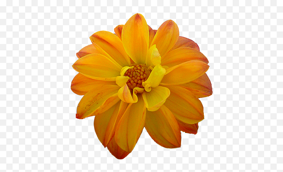 Dahlia Orange Flower Yellow - Orange Png Download 512488 Emoji,Dahlia Clipart