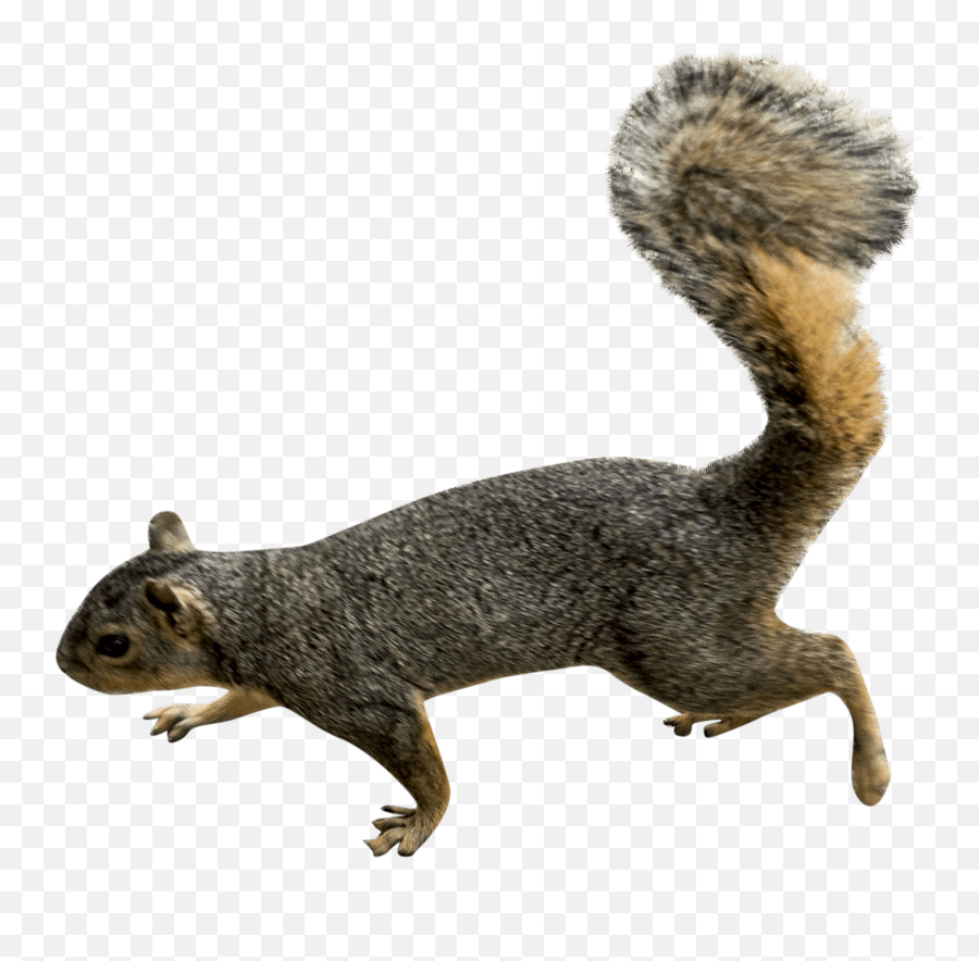 Animals - Squirrel Png Emoji,Squirrel Png