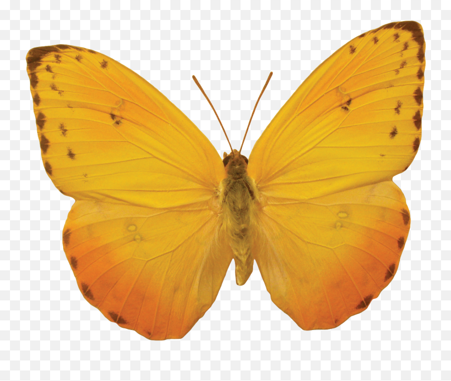 Butterfly Png Image Png Mart - Butterfly Png Free Emoji,Butterfly Png