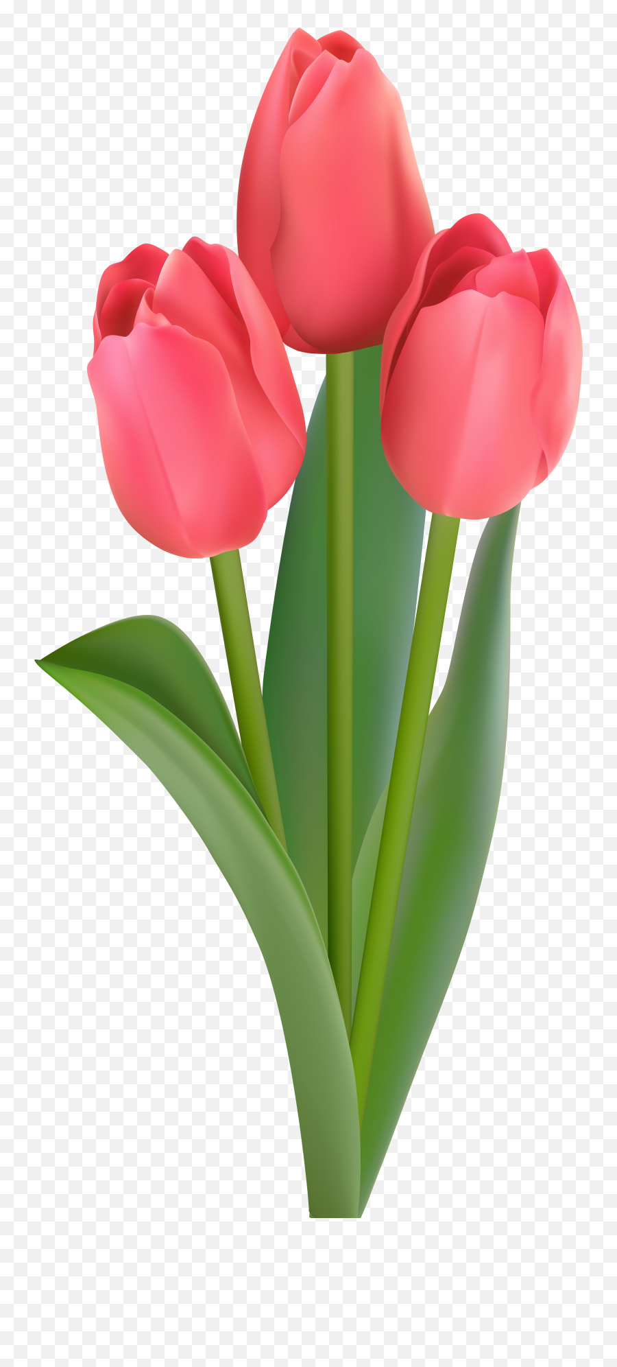 Download Hd Tulips Transparent Clipart - Download Gambar Bunga Tulip Emoji,Tulips Clipart