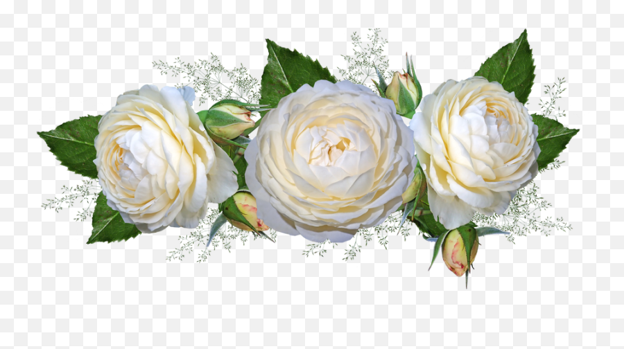 White Rose No Background U0026 Free White Rose No Backgroundpng - Bunga Mawar Putih Png Emoji,White Rose Png