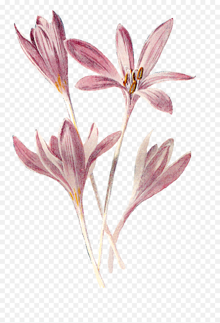 Wildflower Meadow Saffron Free Flower - Lily Emoji,Wildflower Clipart