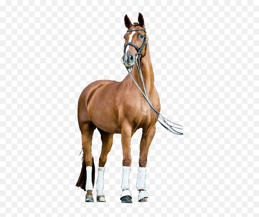 Download Horse Png For Picsart - Halter Emoji,Horse Png