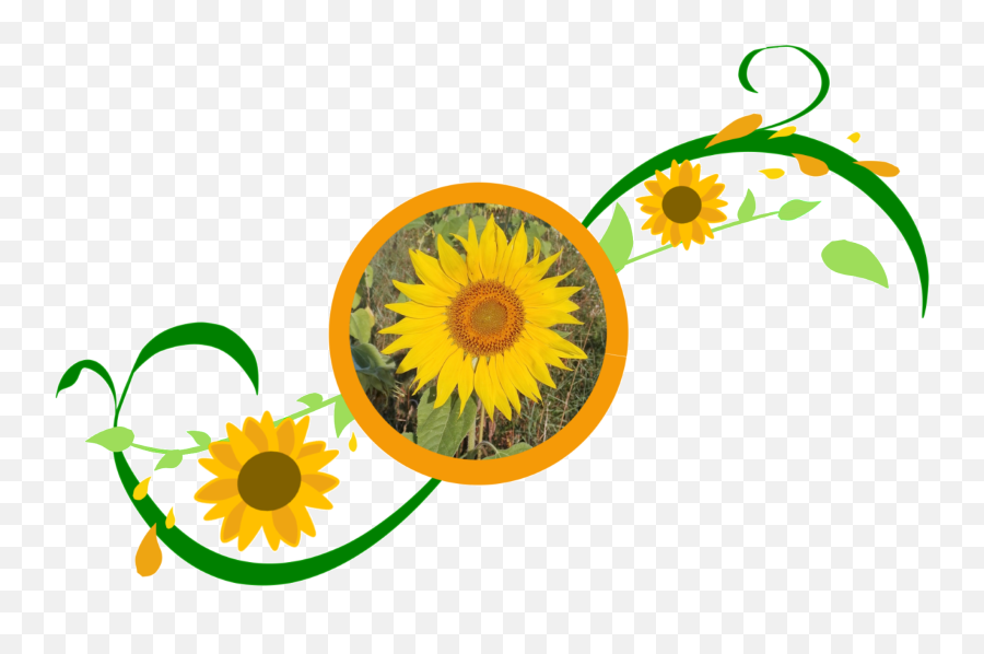 Sonnenblumemitranke - Fresh Emoji,Sunflower Clipart