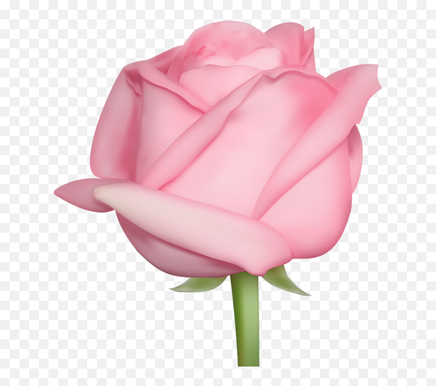 100 Pink Rose Transparent Hd Flower Png - Rose Real Png Emoji,Pink Rose Png