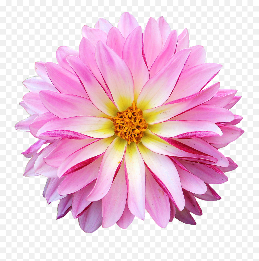 Dahlia Pink Flower Transparent Background Png Play Emoji,Pink Flower Transparent