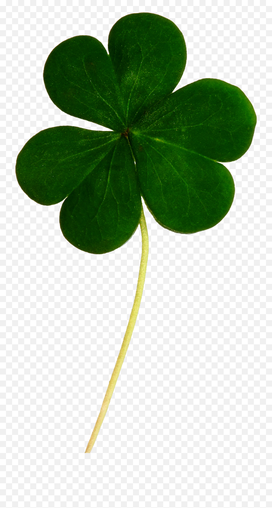 Clover Png Images Lucky Irish - Shamrock Plant Png Emoji,Shamrock Png