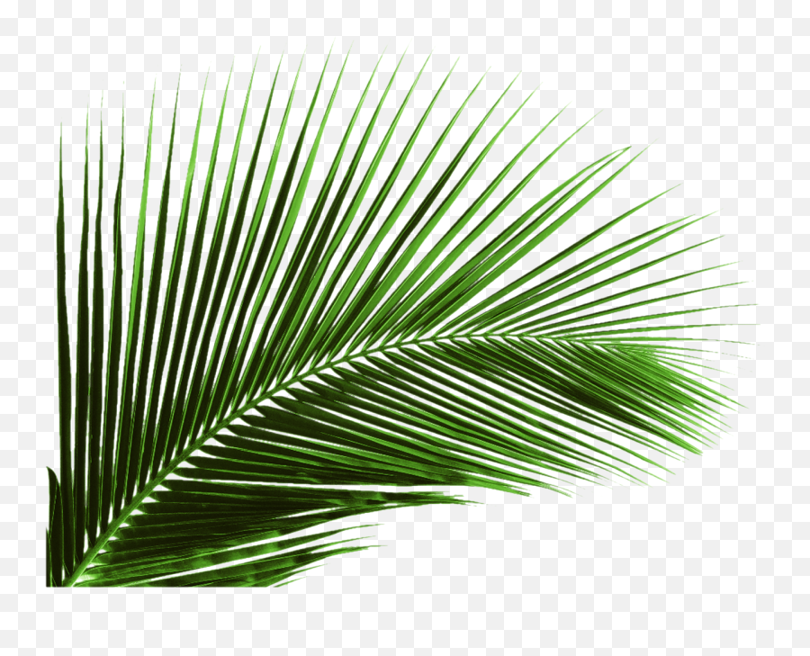 Arecaceae Leaf Palm Branch Tree - Banana Leaf Png Transparent Emoji,Palm Leaves Png