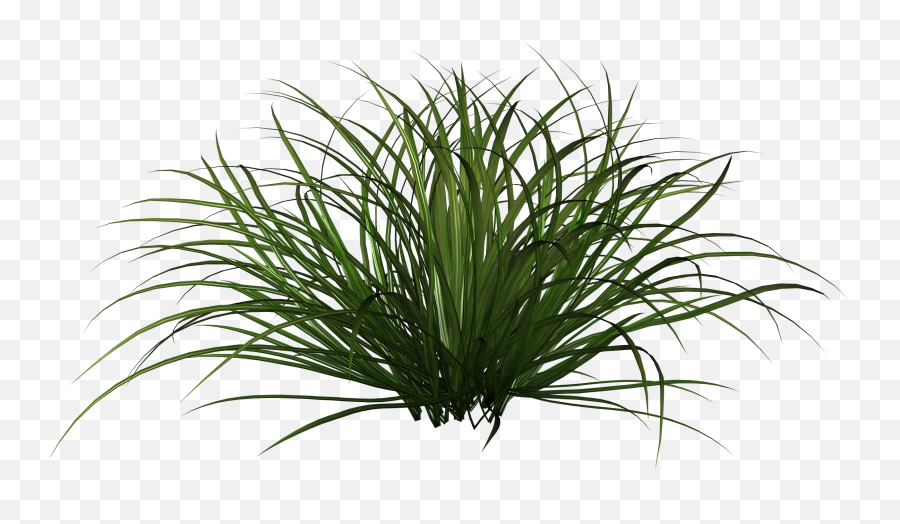 Download Grass Shrub Png Png Image With - Kinds Of Plants According To Stem Emoji,Shrub Png