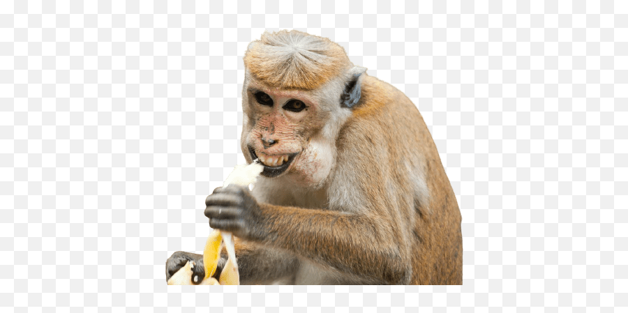 Best 59 Monkey Png Hd Transparent Background A1png - Monkey Eating Banana Smiling Emoji,Monkey Transparent Background
