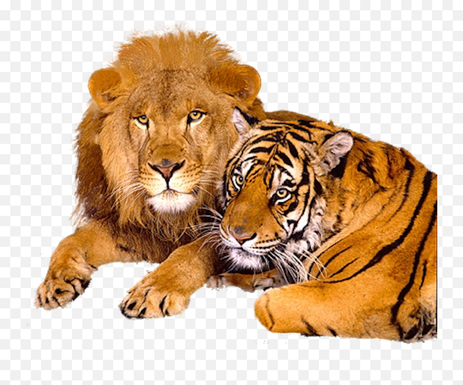 Lion Png Images And Clipart Free Download - Tiger And Lion Png Emoji,Lion Transparent Background