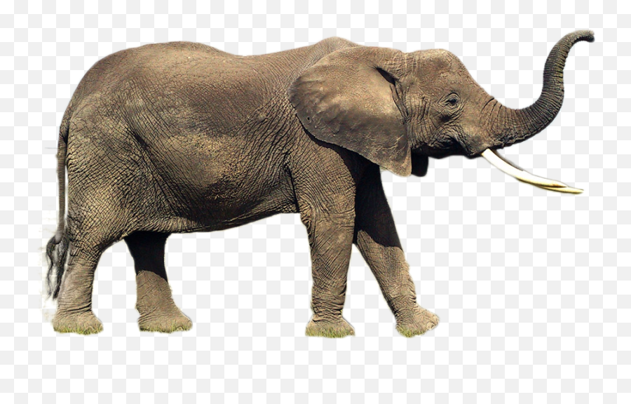 Download Hd Elephant Png Image - Indian Elephant Transparent Elephant Side View Png Emoji,Elephant Png