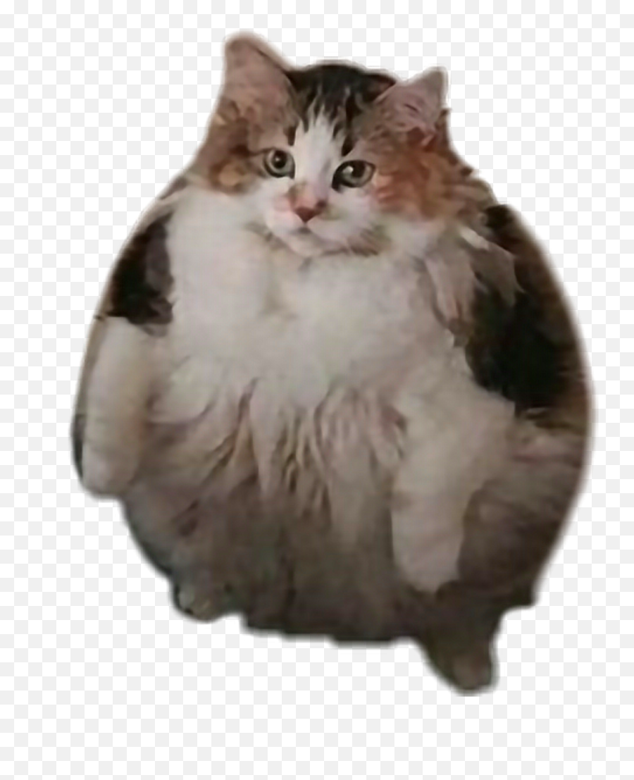 Download Hd Loops Fatcat Brother Cat Transparent Png - Transparent Fat Cat Png Emoji,Cat Transparent
