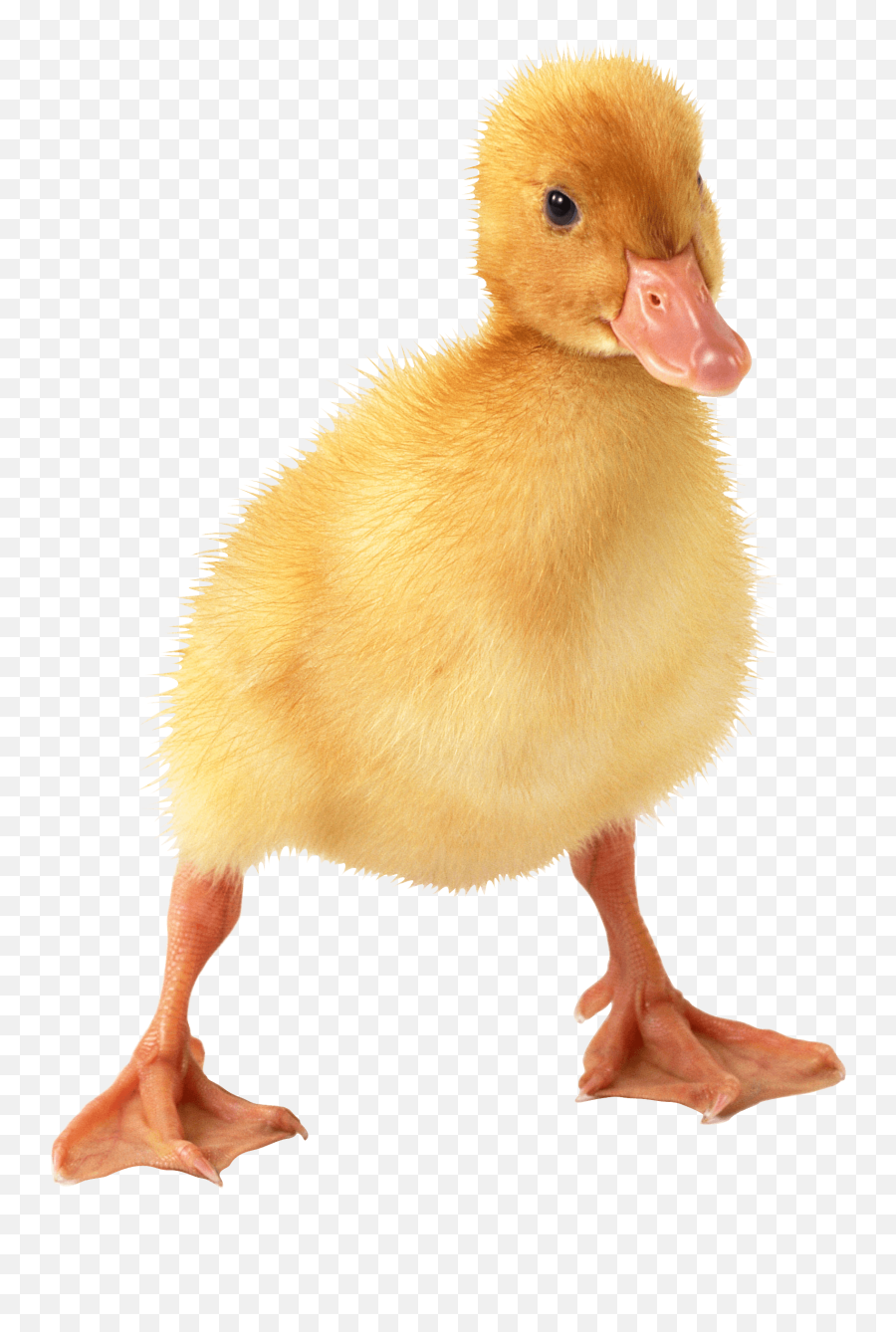Download Little Duck Png Image Hq Png Image - Little Duck Png Emoji,Duck Png